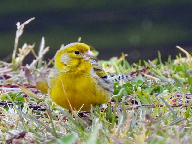 Serin des Canaries, Photos 3
