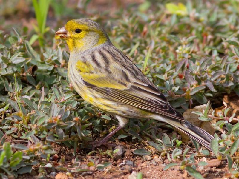 Island Canary (Serinus canaria)