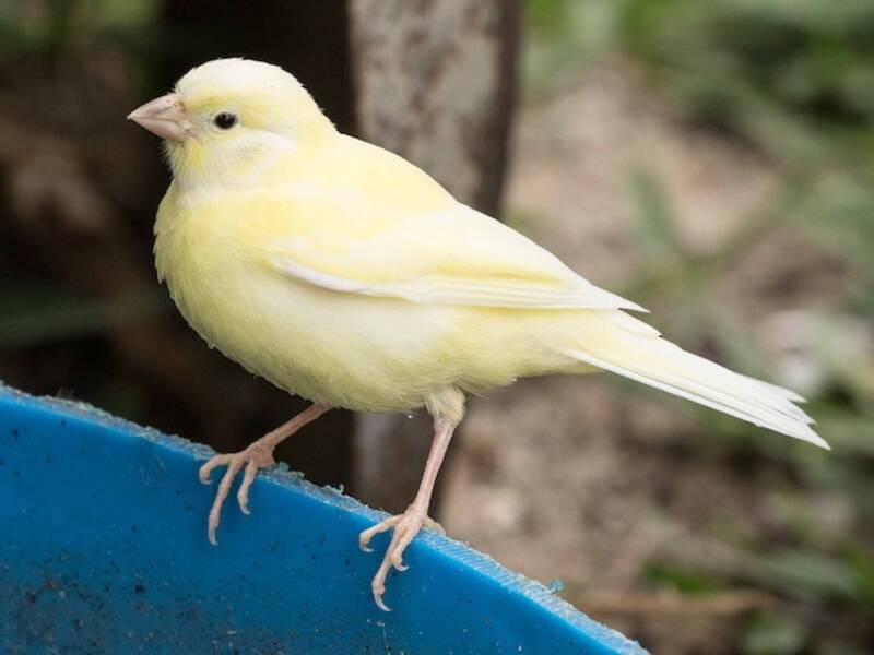 Serin des Canaries, Photos 4