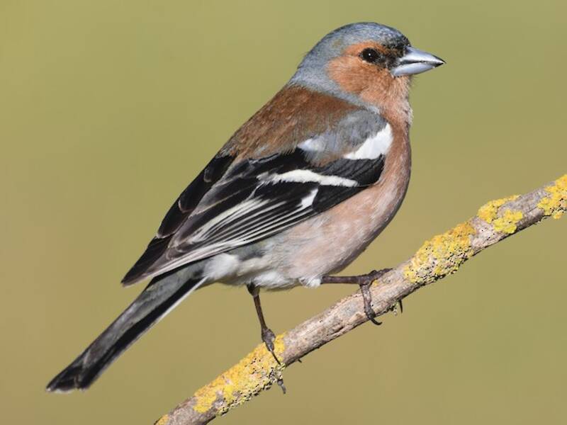 Common Chaffinch, Photos 4