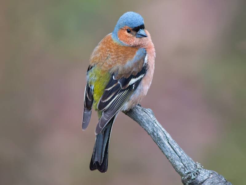Common Chaffinch, Photos 3
