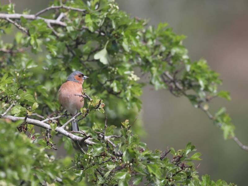 Common Chaffinch, Photos 2