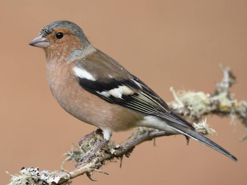 Common Chaffinch (Fringilla coelebs)
