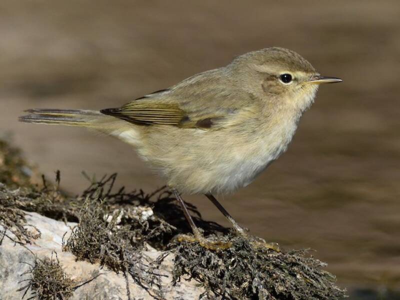 Common Chiffchaff, Photos 2