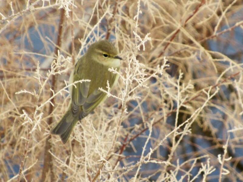 Common Chiffchaff, Photos 3