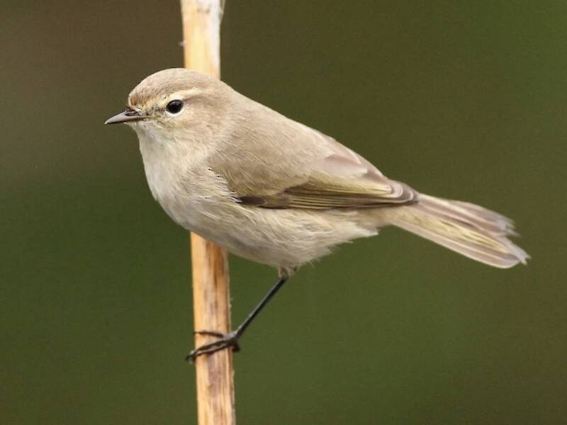 Common Chiffchaff, Photos 4
