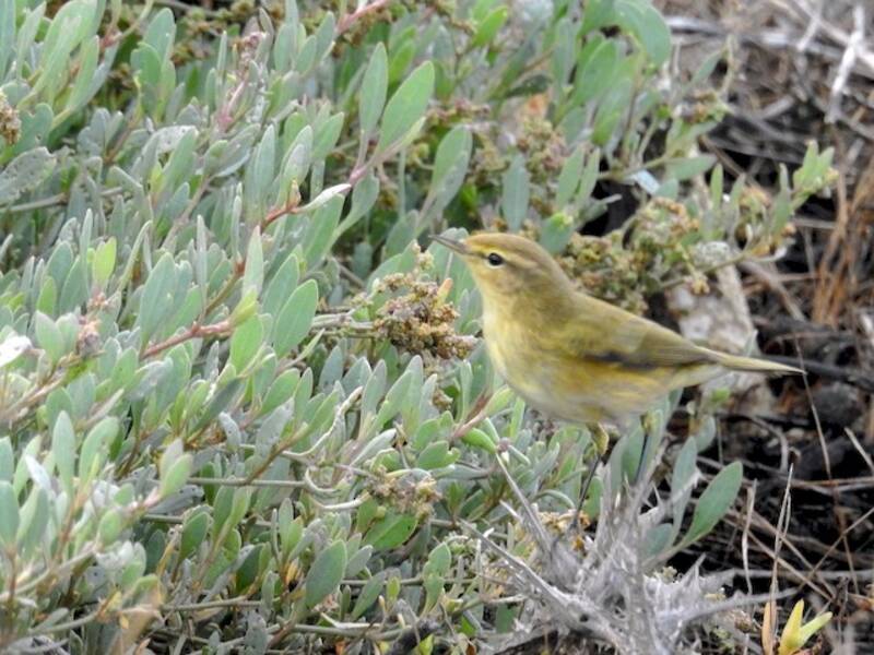 Common Chiffchaff (Phylloscopus collybita)