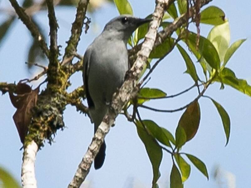 South Moluccan Cicadabird