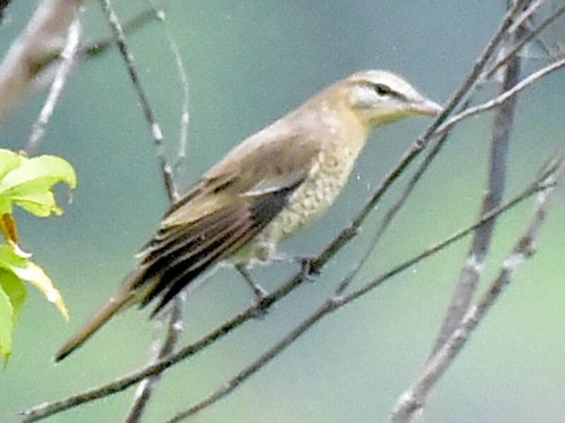 South Moluccan Cicadabird, 照片 2