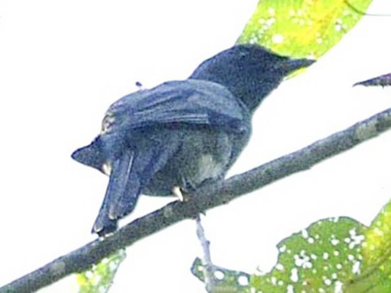 Banggai Cicadabird
