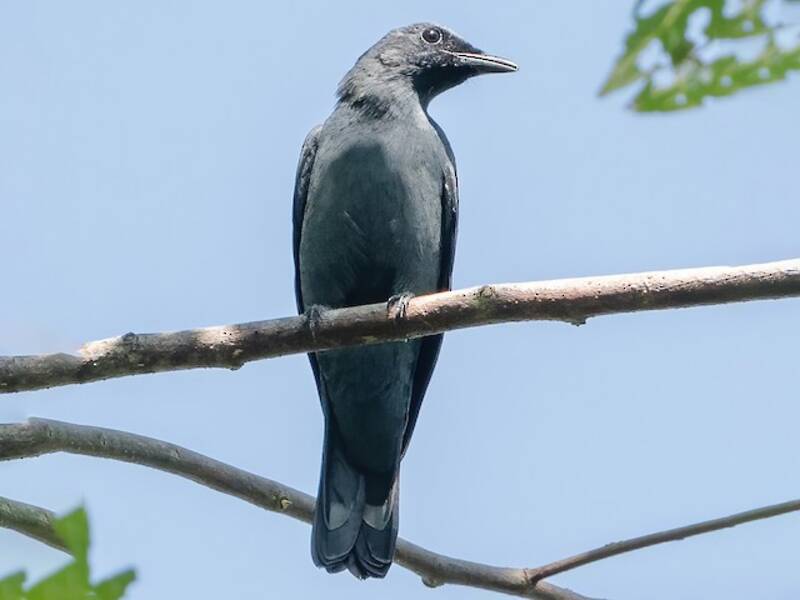 Obi Cicadabird, Photos 2