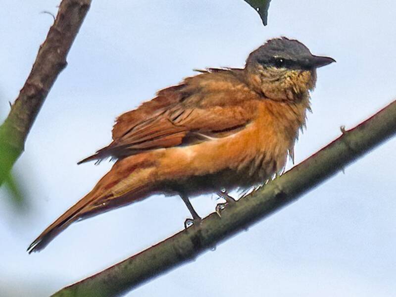 Obi Cicadabird, Photos 3