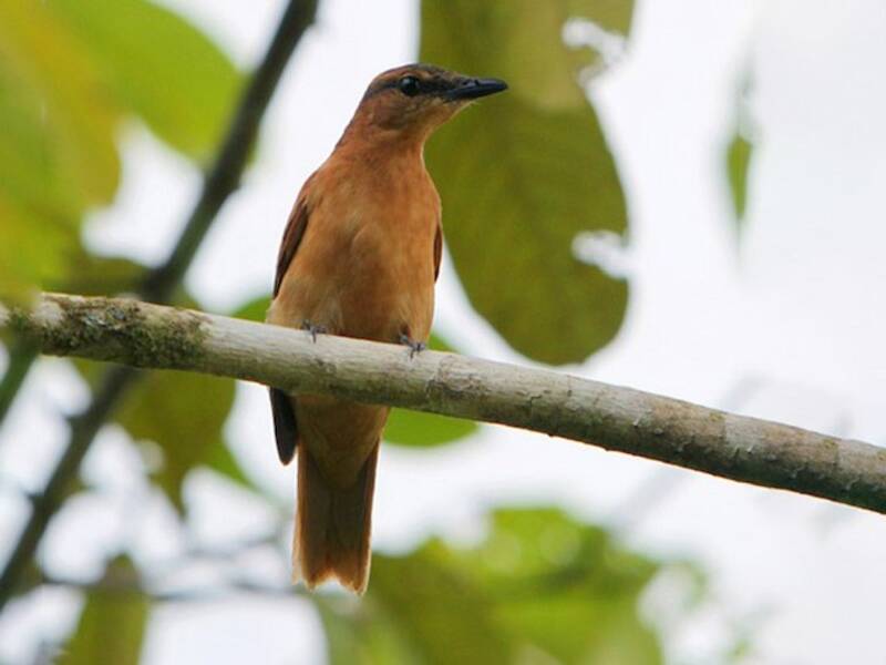 Obi Cicadabird, Photos 4