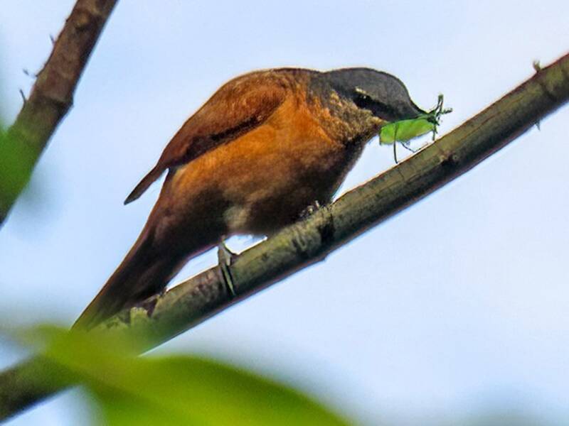 Obi Cicadabird