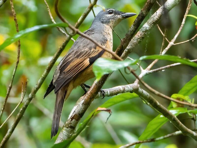 Cuco-alcaudón de Geelvink, Fotos 3