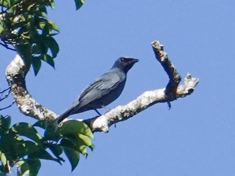 Bismarck Cicadabird, 照片 4