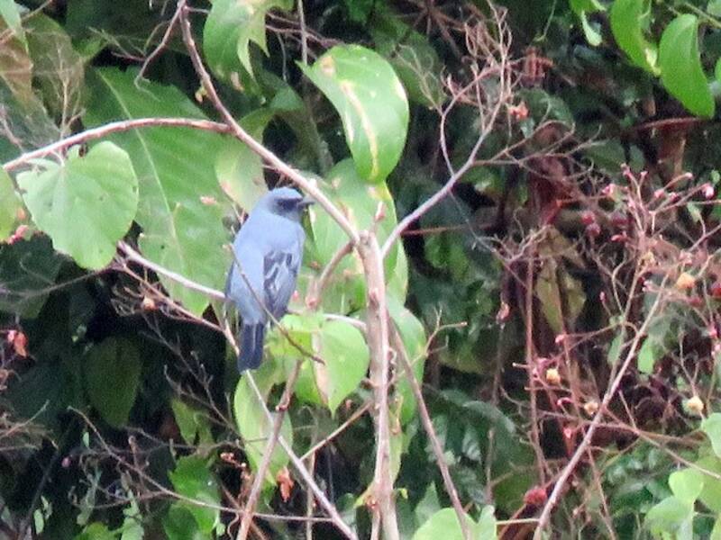 Bismarck Cicadabird, 照片 2