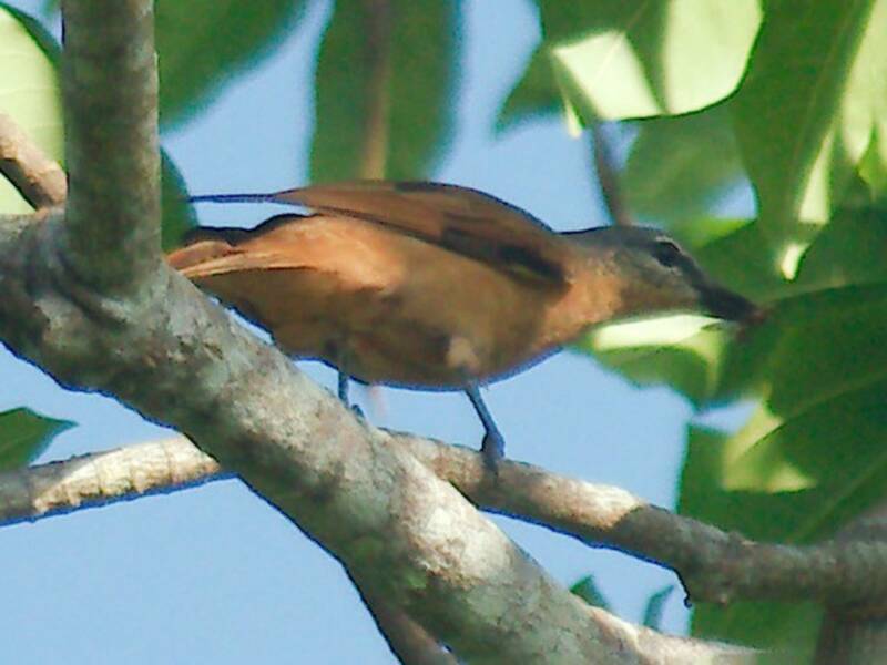 Bismarck Cicadabird, 照片 3