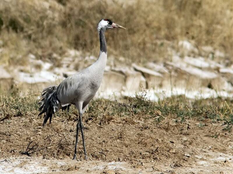 Common Crane, Photos 3