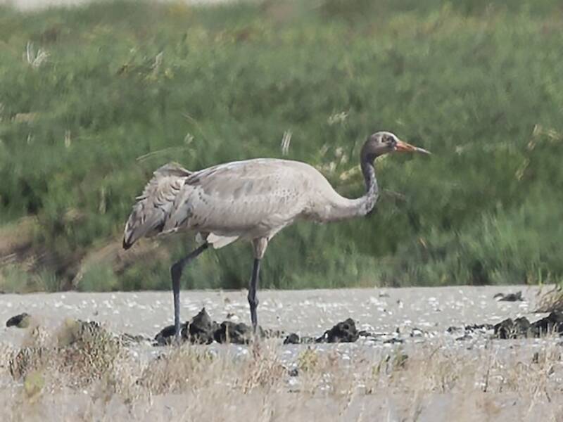 Common Crane, Photos 4