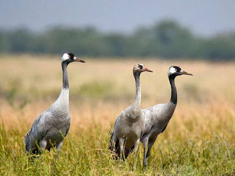 Common Crane, Photos 2