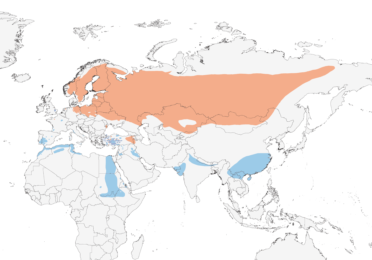 Common Crane, Distribution 1