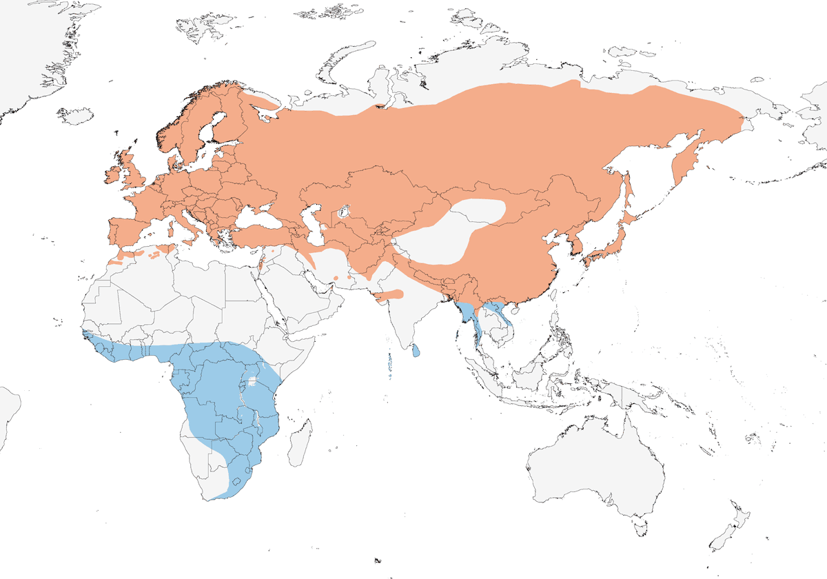 Cuculo comune, Distribuzione 1