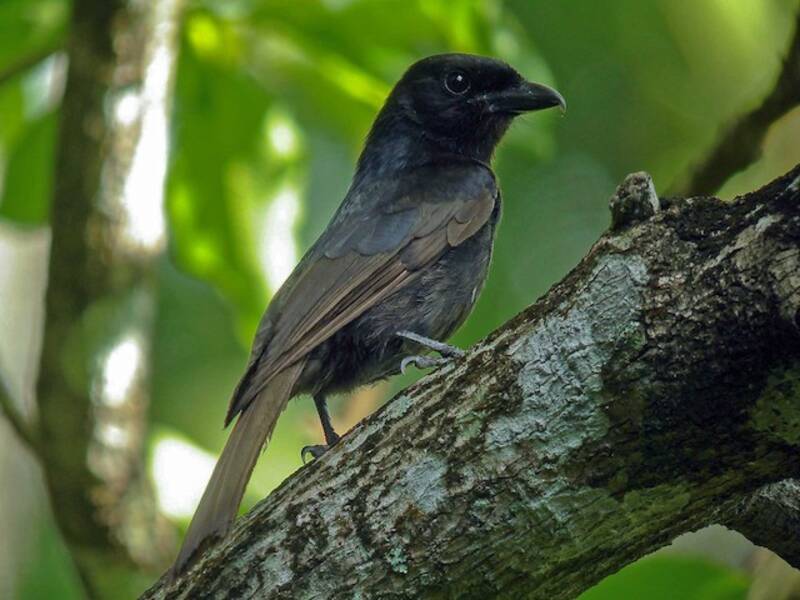 Grande Comore Drongo, Photos 4