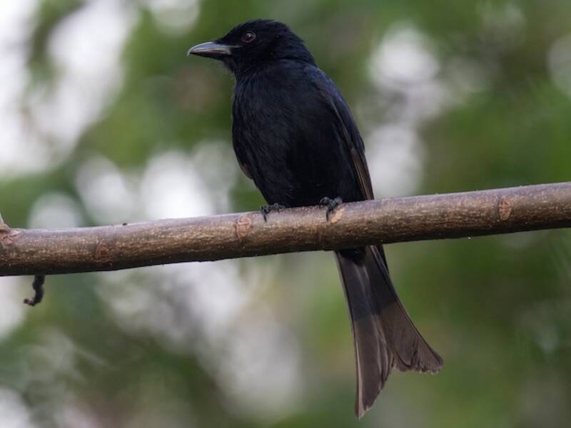 Grande Comore Drongo, Photos 3