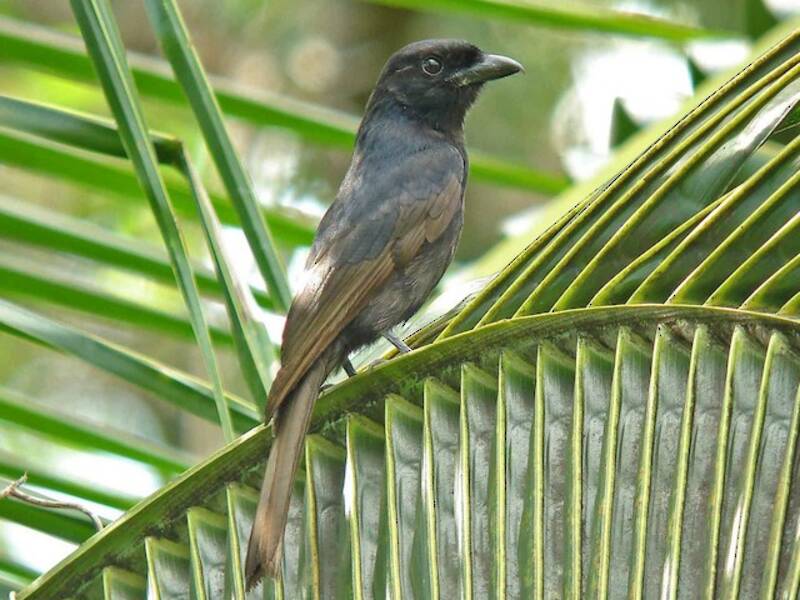 Grande Comore Drongo, Photos 2