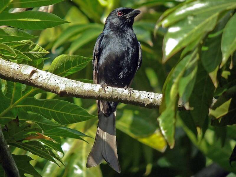 Komoren-Drongo