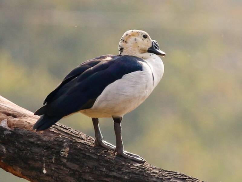 Pato crestudo, Fotos 2