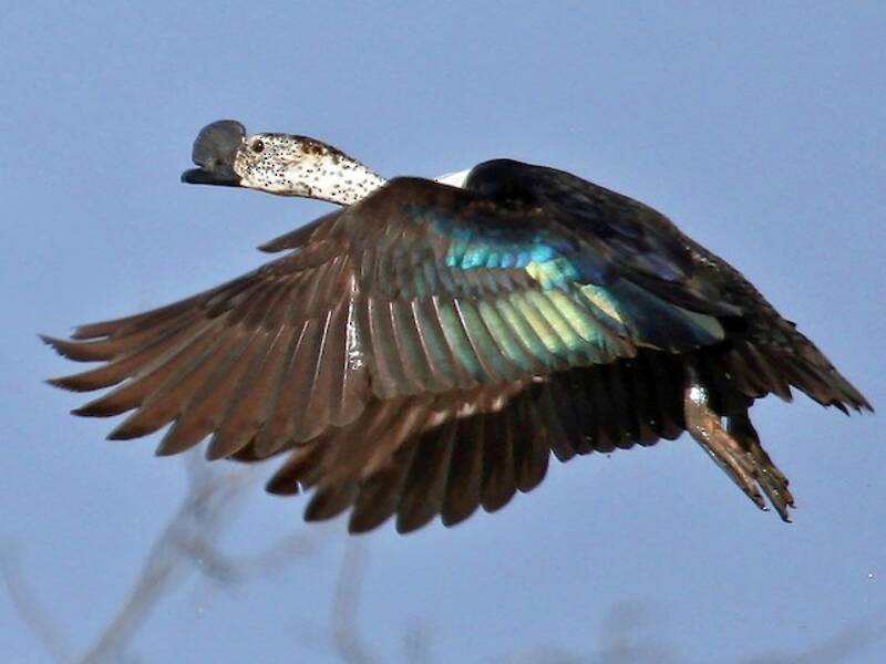 Canard à bosse