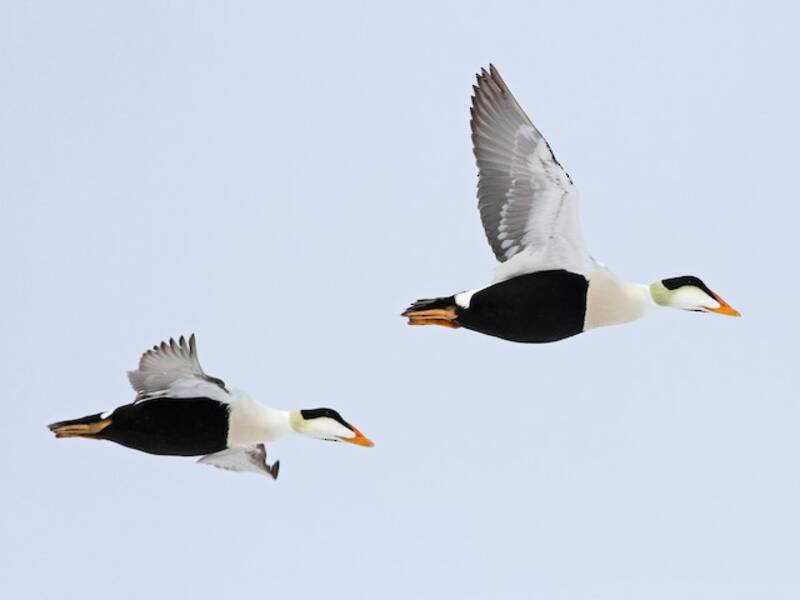 Eider à duvet, Photos 3