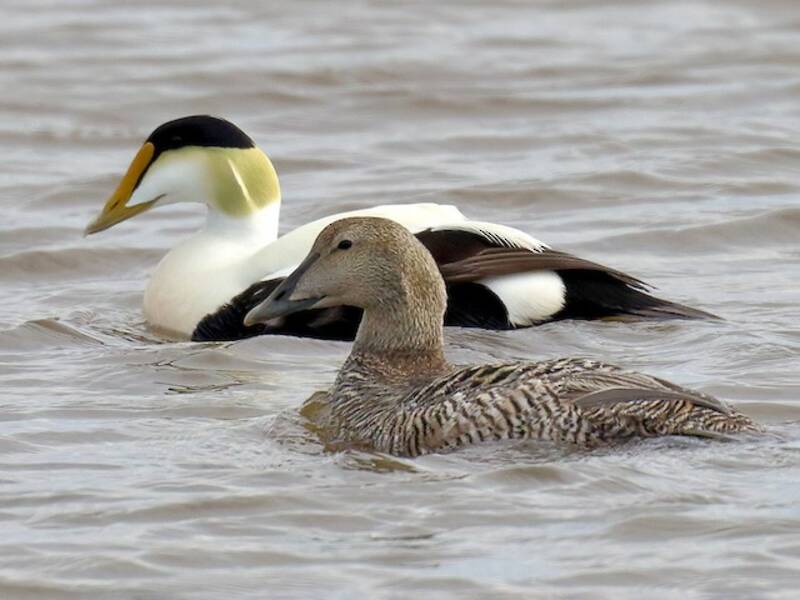 Eider à duvet, Photos 2
