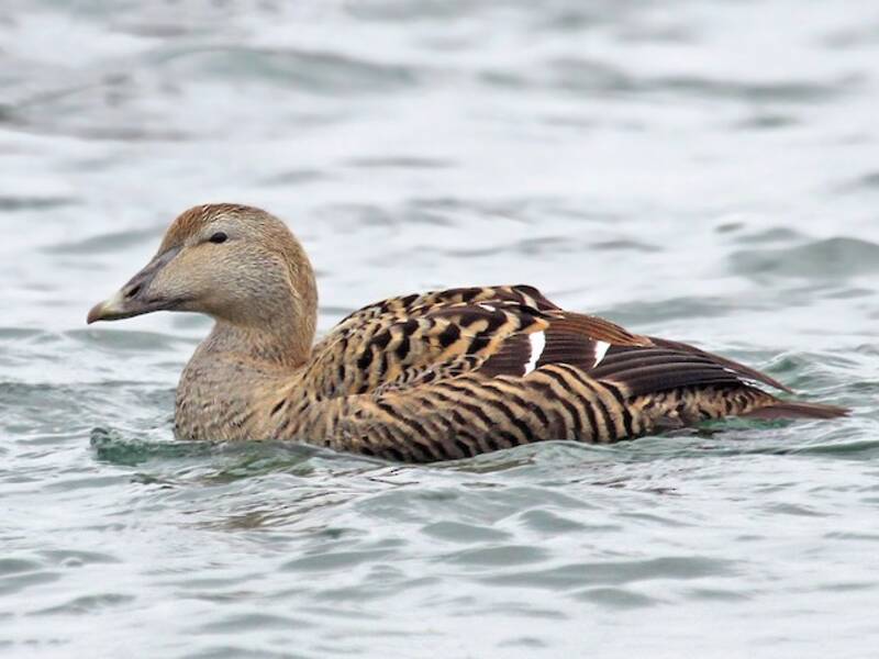Eider à duvet
