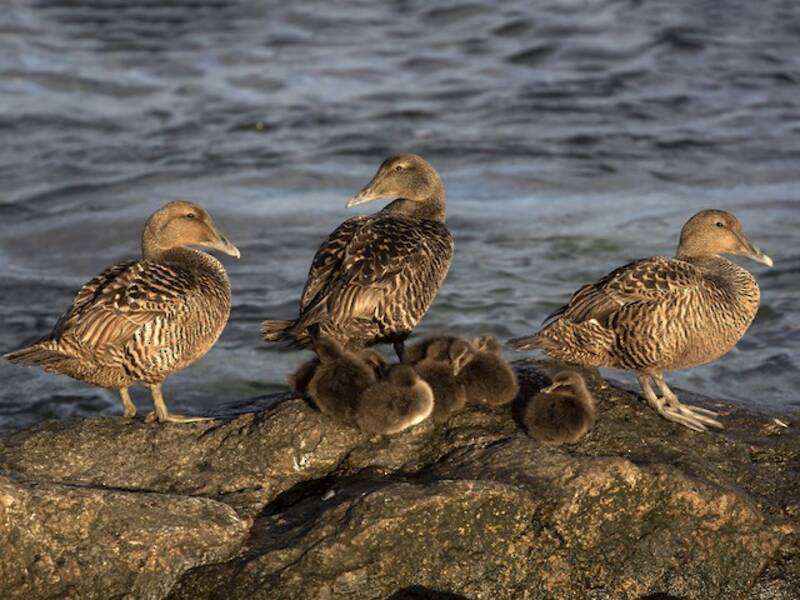 Eider à duvet, Photos 4
