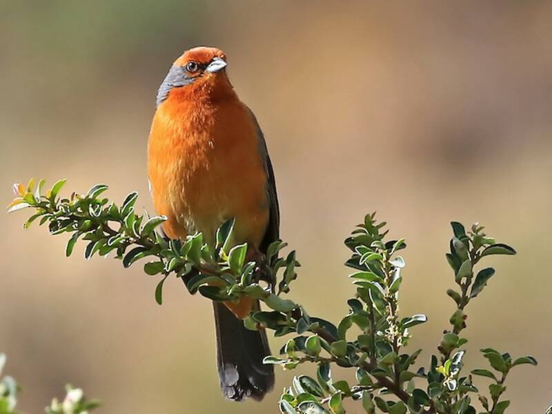 Cochabamba Mountain Finch, Photos 2
