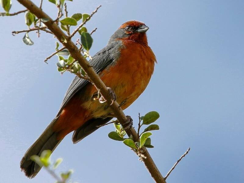Cochabamba Mountain Finch, Photos 3