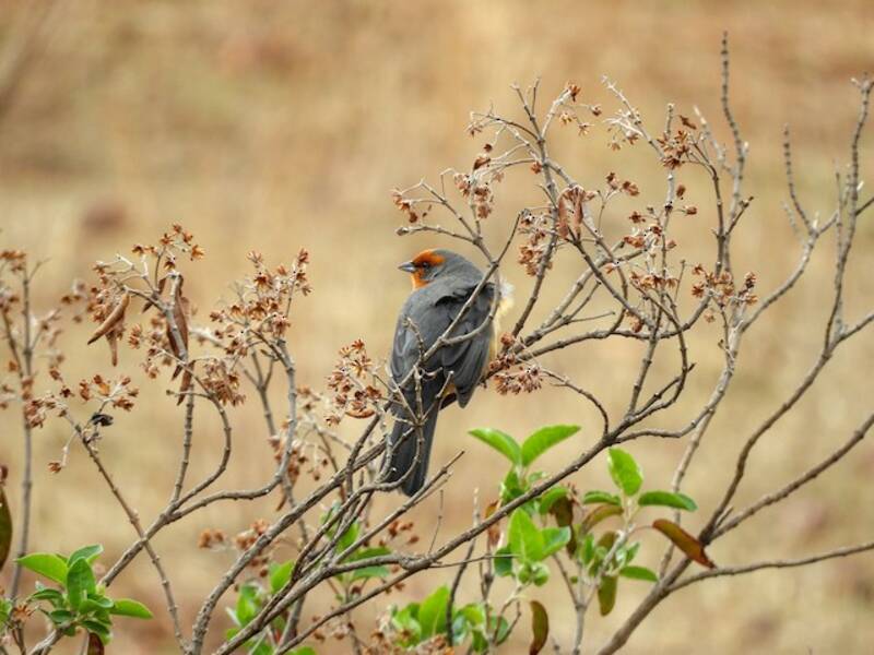 Cochabamba Mountain Finch, Photos 4