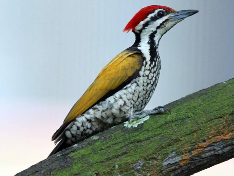 Common Flameback (Dinopium javanense)