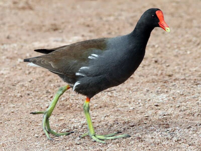 Common Gallinule, Photos 2