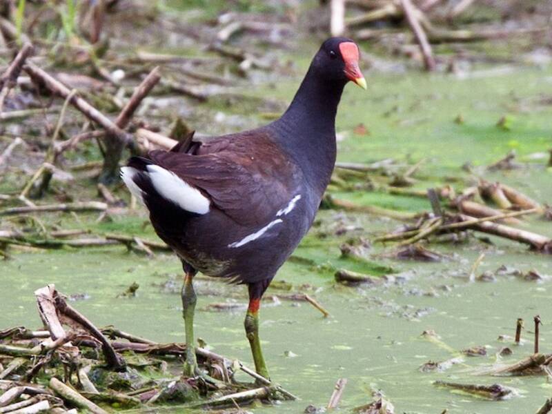 Common Gallinule, Photos 3