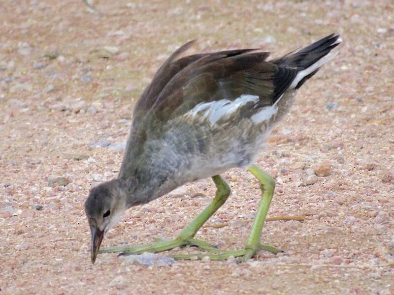 Common Gallinule, Photos 4