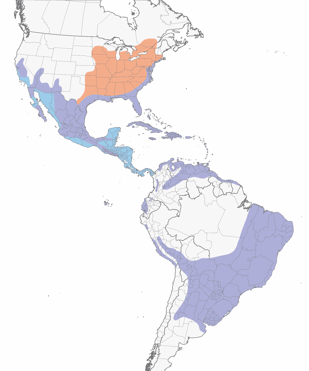 Common Gallinule, Distribution 1
