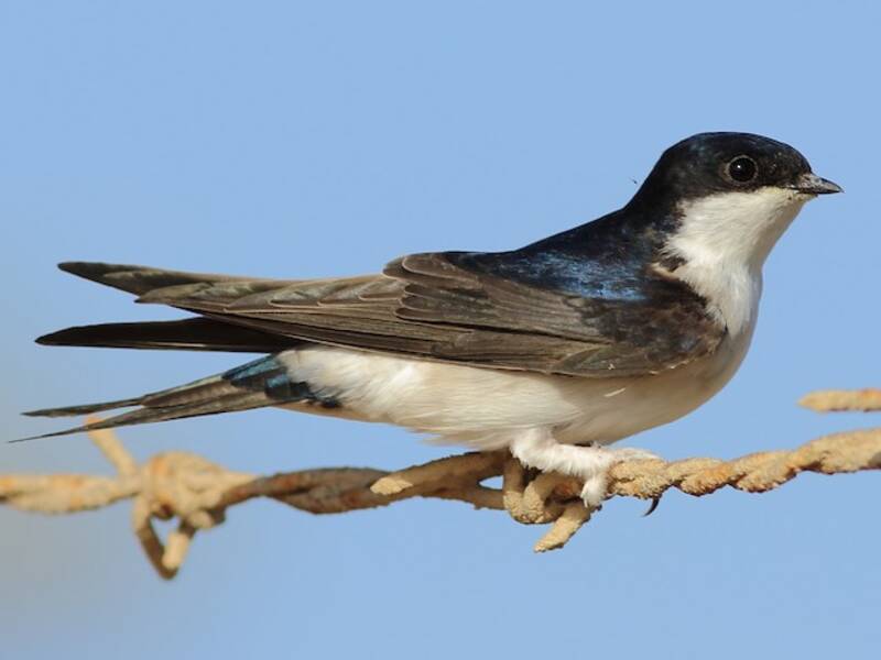 Western House-Martin (Delichon urbicum)