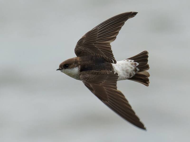 Siberian House-Martin