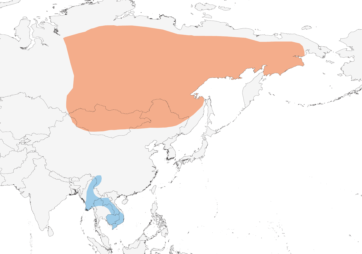 Balestruccio siberiano, Distribuzione 1