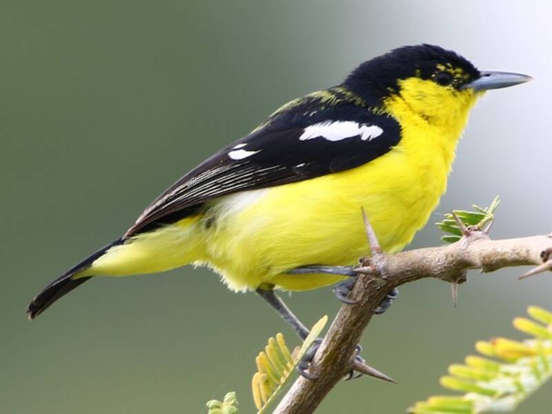 Common Iora (Aegithina tiphia)