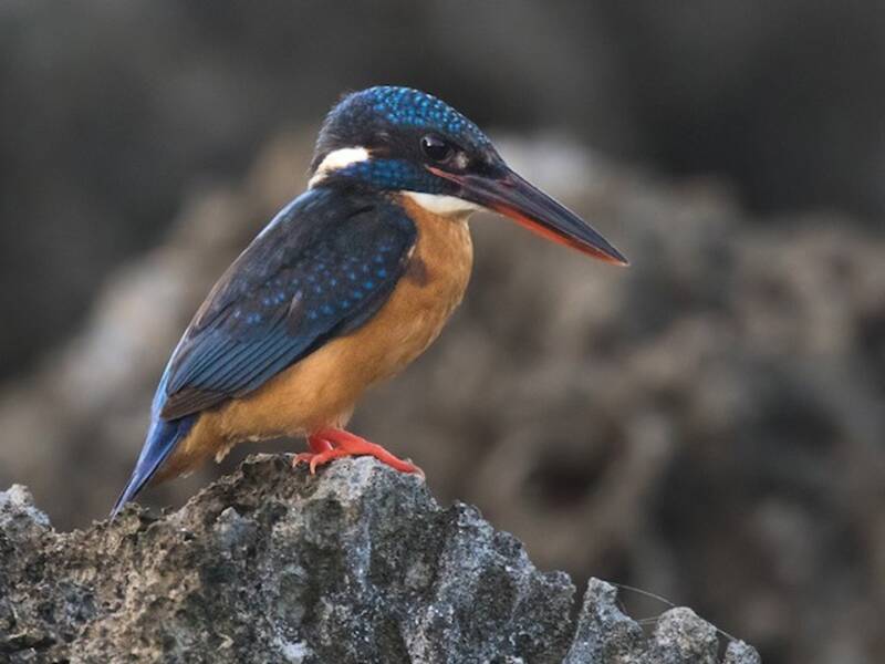 Martin pescatore, Foto 2